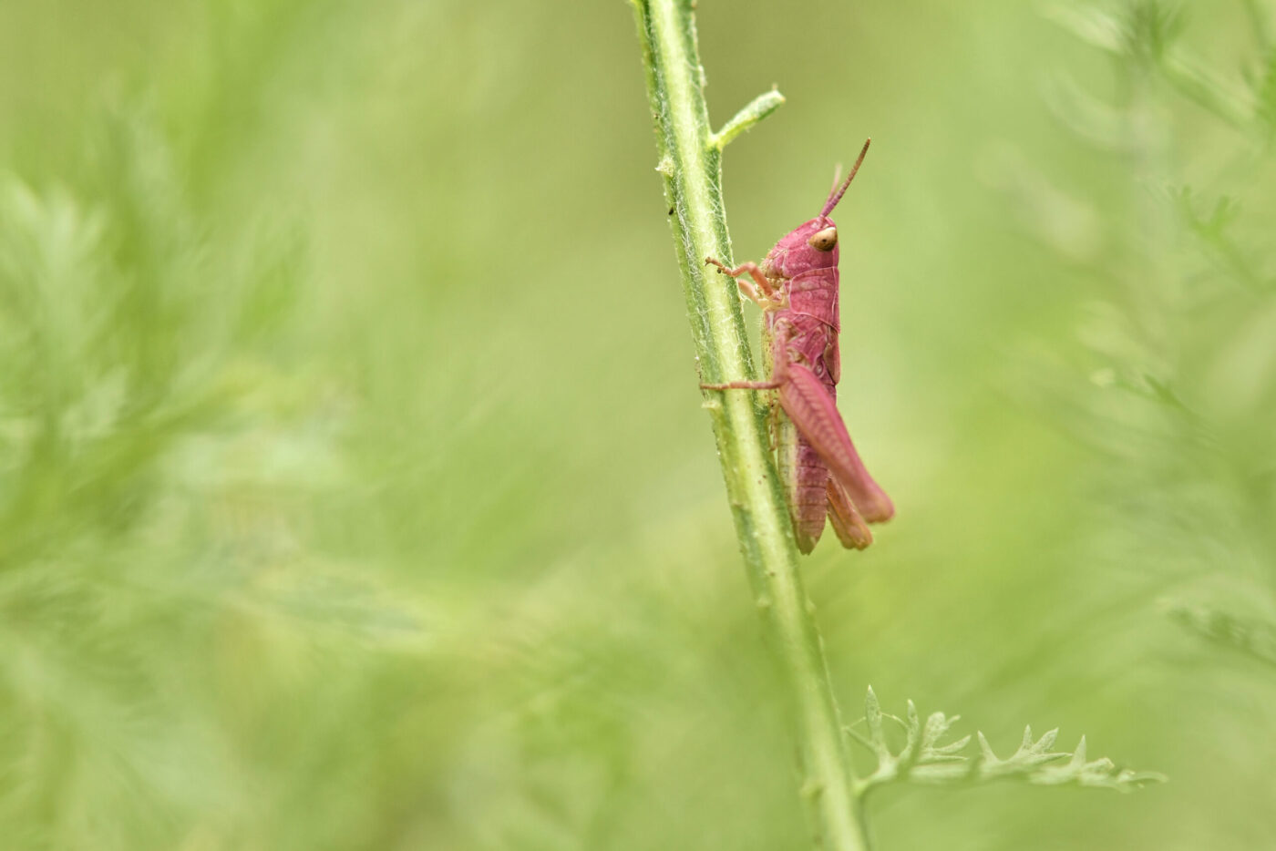 Pink Grasshopper with genetic mutation known as erythrism, which causes a reddish discolouration.