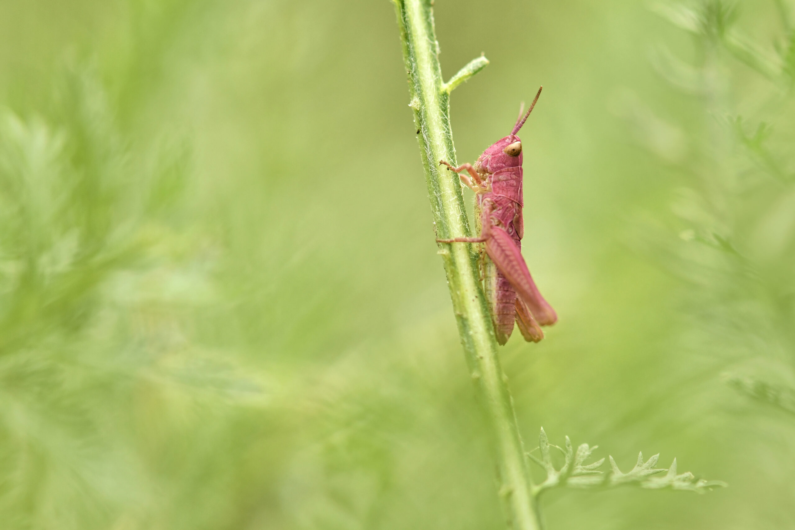 Pink Grasshopper with genetic mutation known as erythrism, which causes a reddish discolouration.