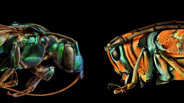 insect macrophotography by Levon Biss