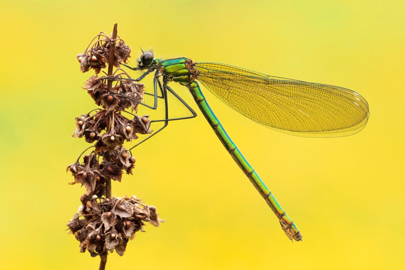 Dozing Demoiselle