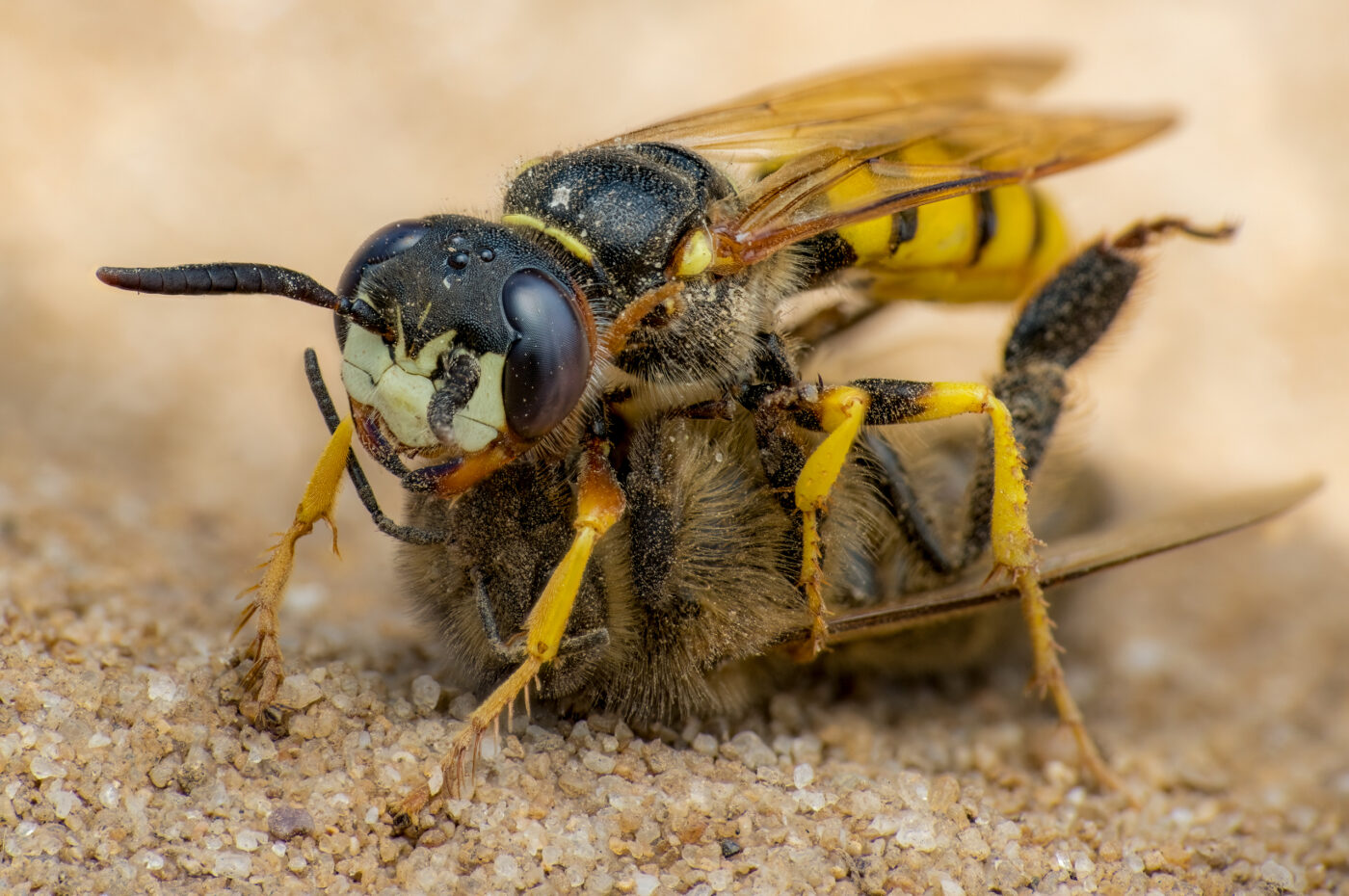 Beewolf complete with Honey bee prey. Stacked image.