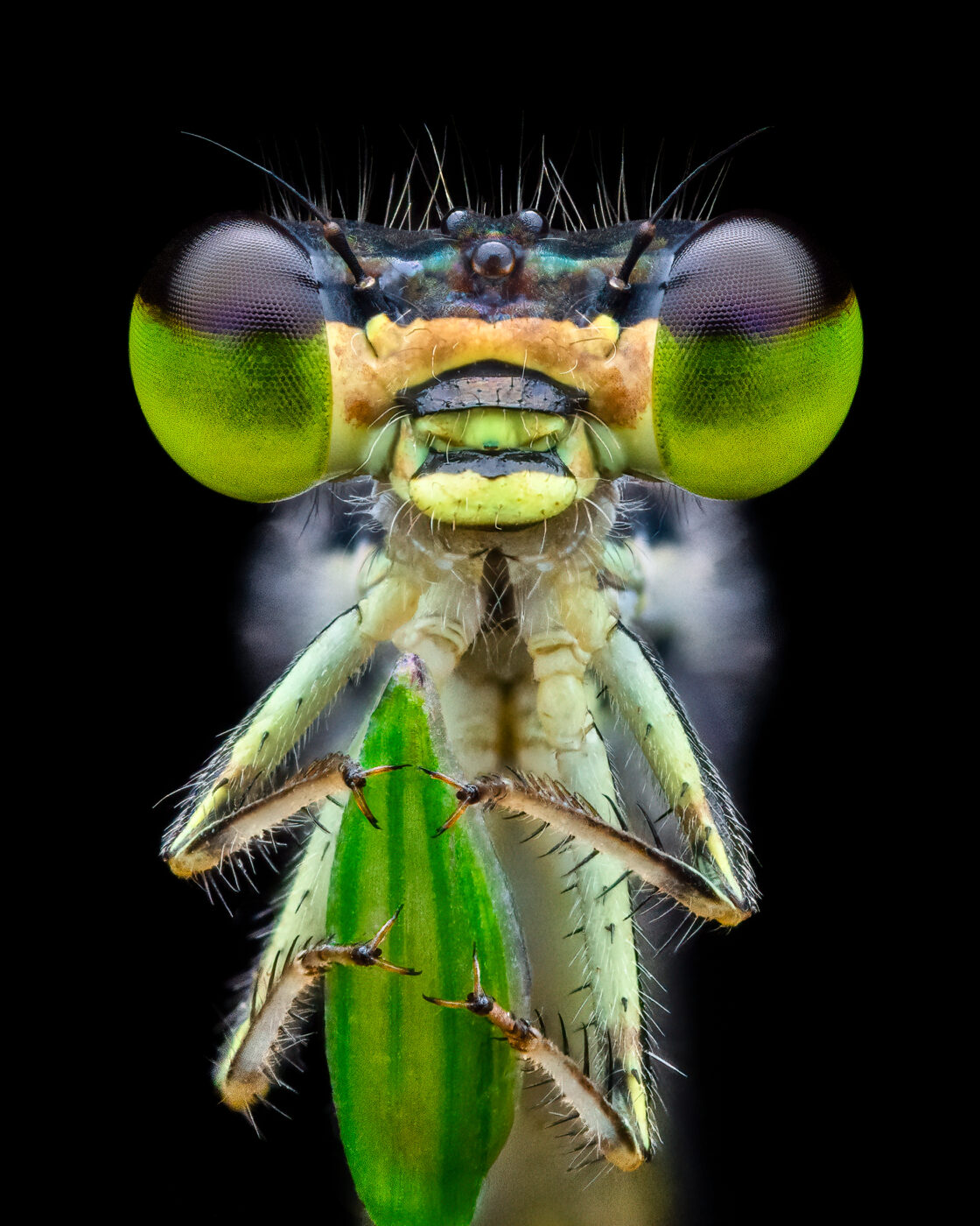 45 frame handheld focus stack of one of the smallest damselflies I've ever seen.