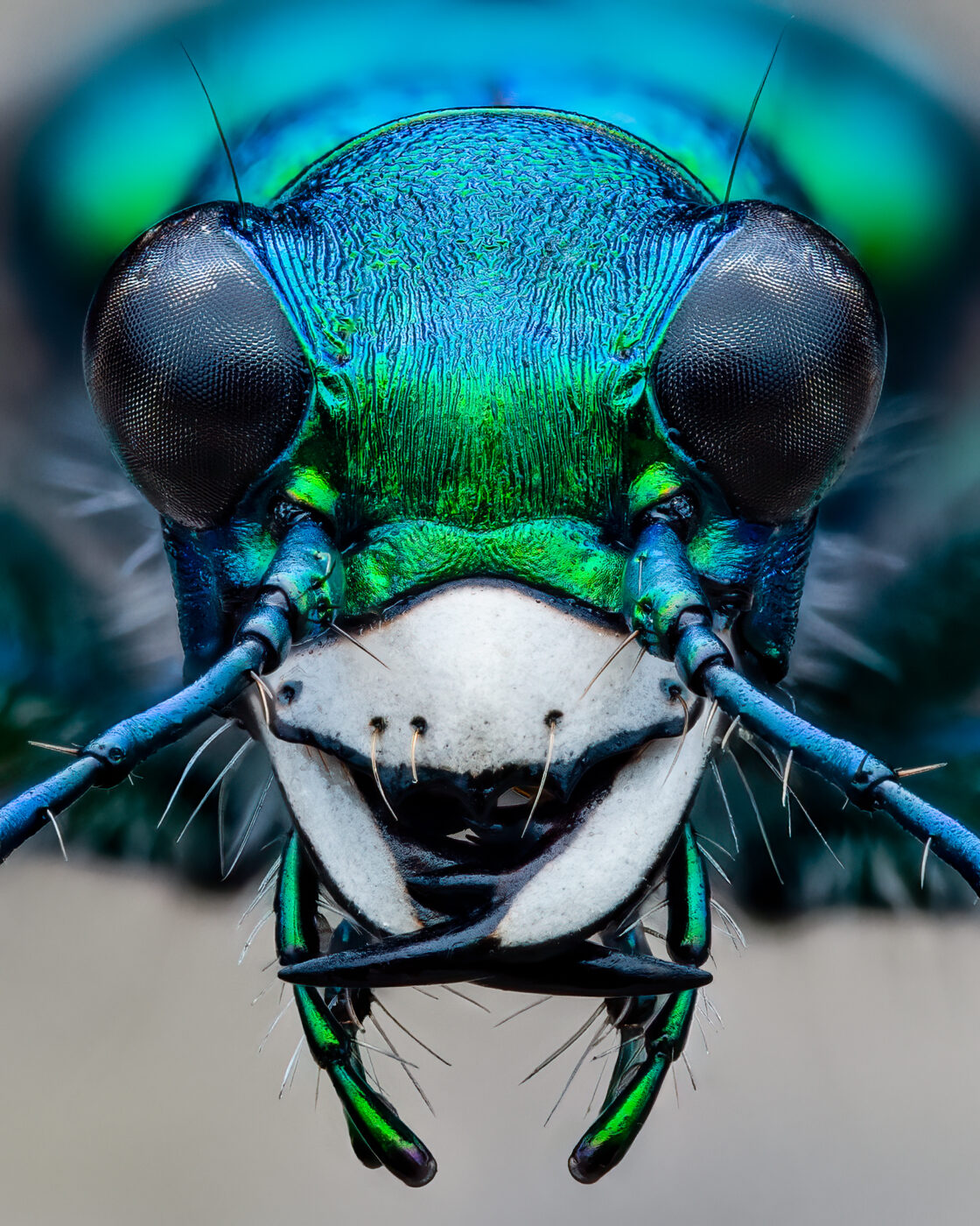 51 shot handheld focus stack of a living six-spotted tiger beetle found resting under some bark of a downed tree.
