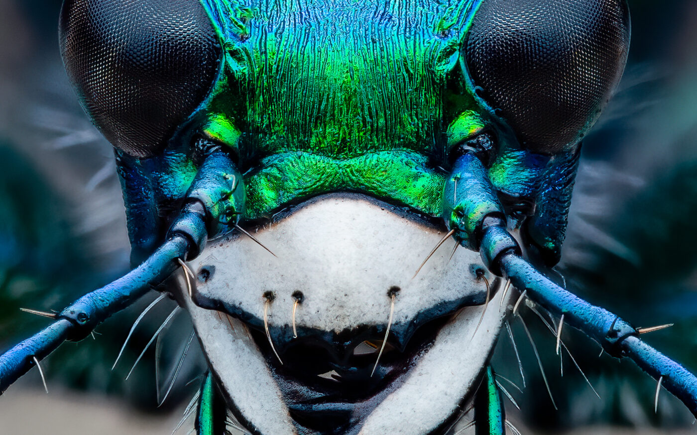 51 shot handheld focus stack of a living six-spotted tiger beetle found resting under some bark of a downed tree.