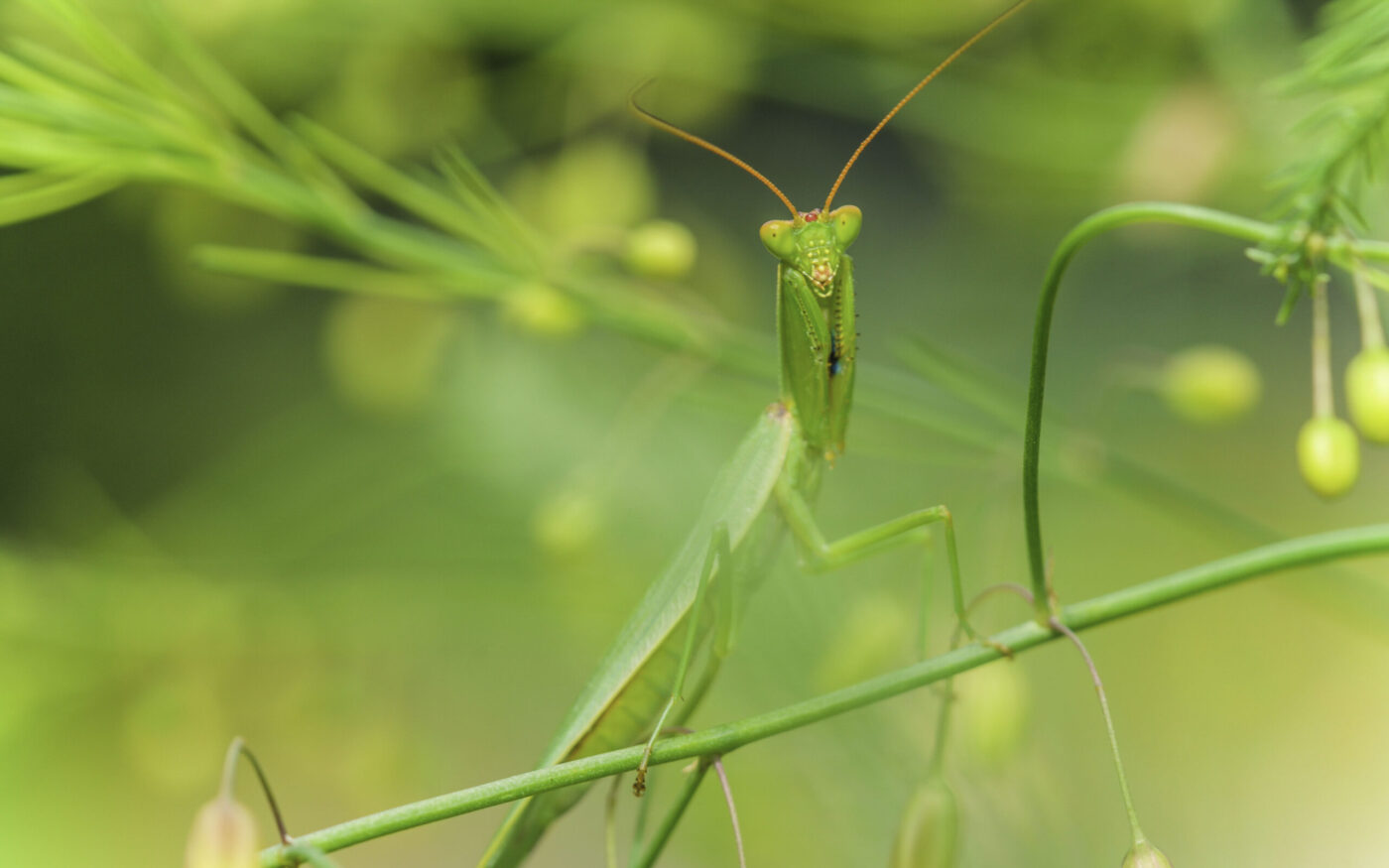 New Zealand Praying Mantis.