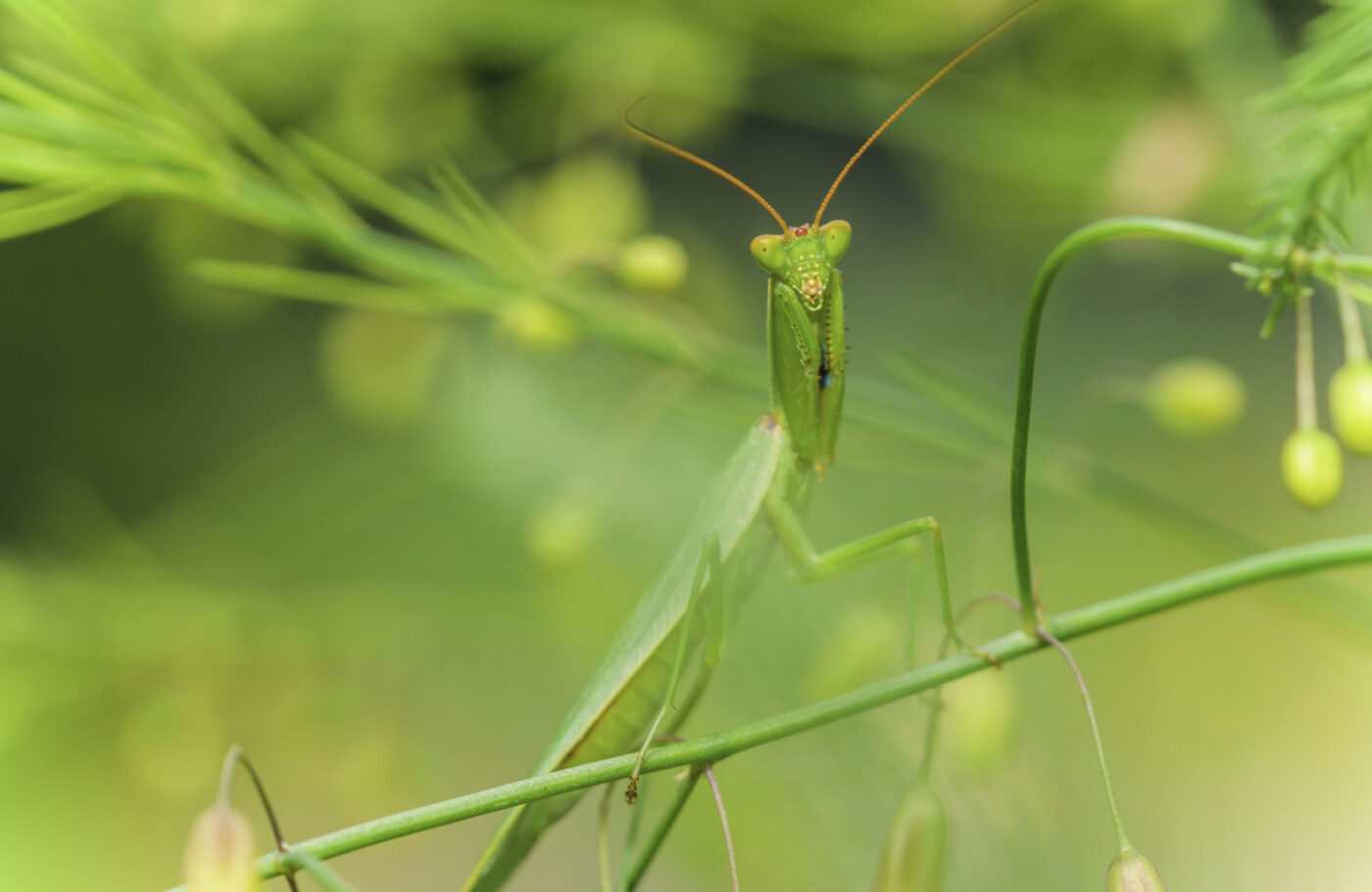 New Zealand Praying Mantis.