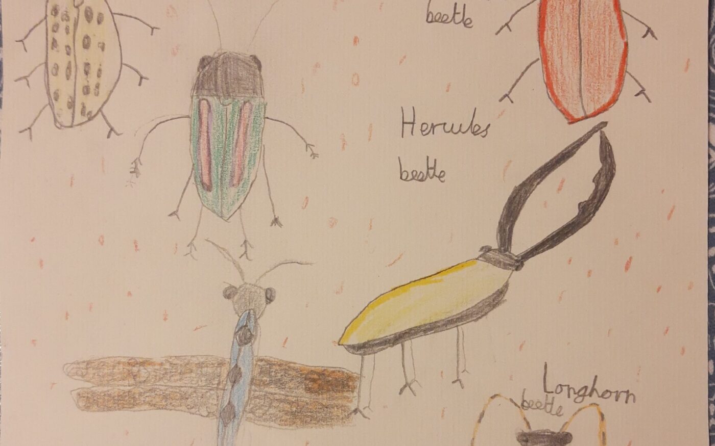 Beetles and Bugs by Amelia Dix, Highly Commended in 8-12 category, Insect Week 2022 art competition