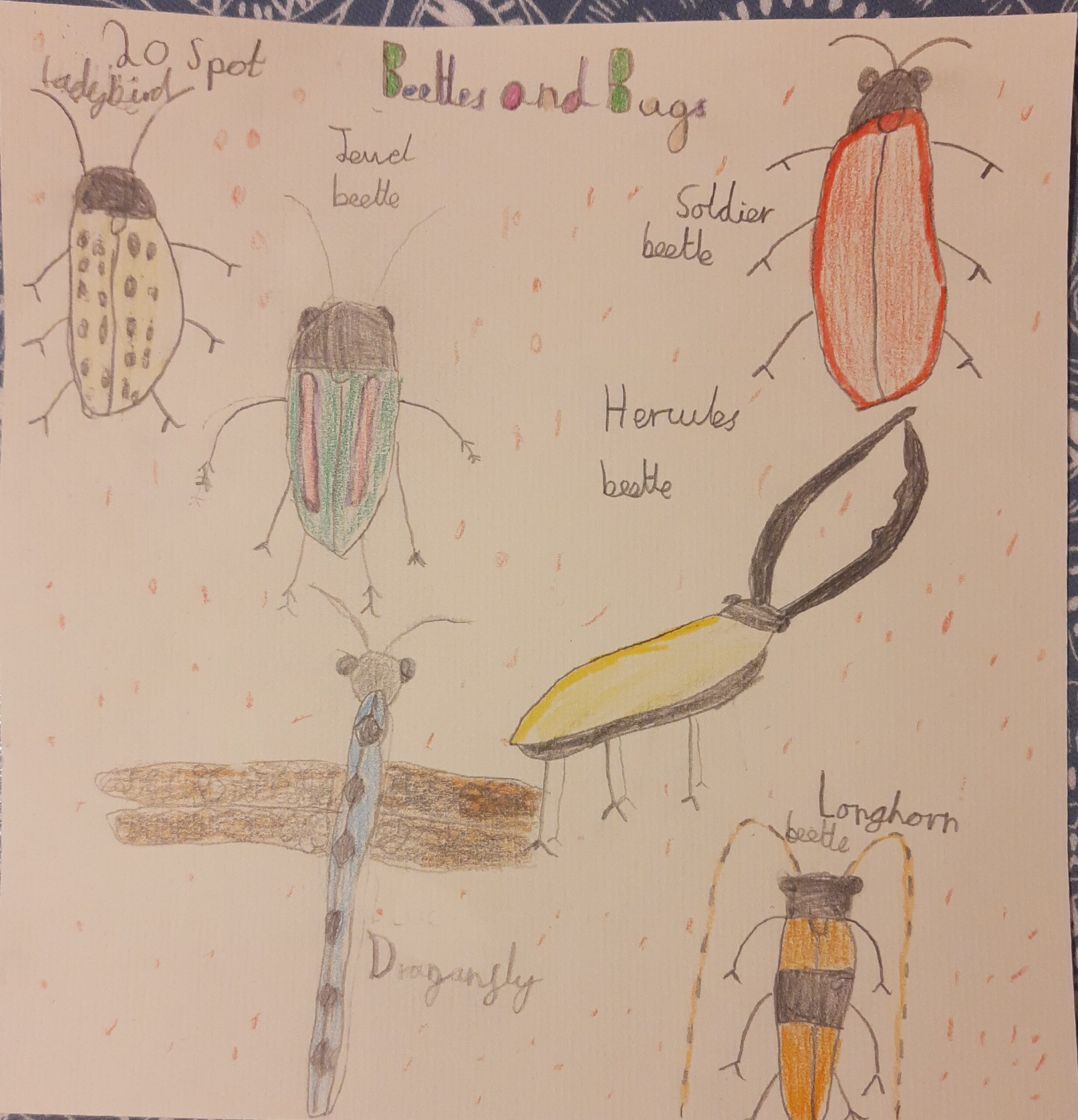 Beetles and Bugs by Amelia Dix, Highly Commended in 8-12 category, Insect Week 2022 art competition