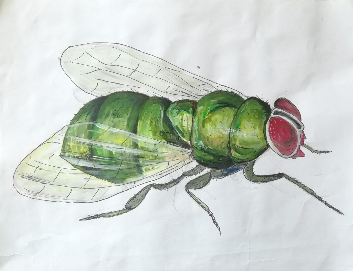 Moving insect most commonly found in India by Vedang Naik, Highly Commended in 13-18 category, Insect Week 2022 art competition