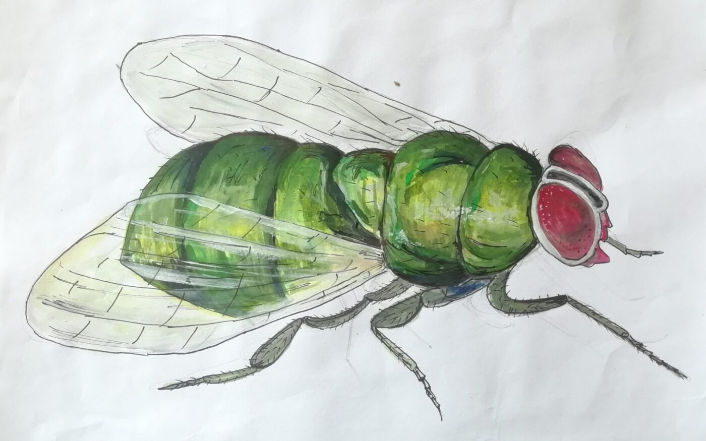 Moving insect most commonly found in India by Vedang Naik, Highly Commended in 13-18 category, Insect Week 2022 art competition