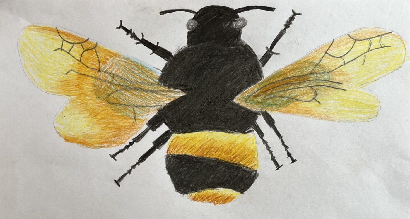 Bumble bee by Diya S, 2nd place in 3-7 category, Insect Week 2022 art competition