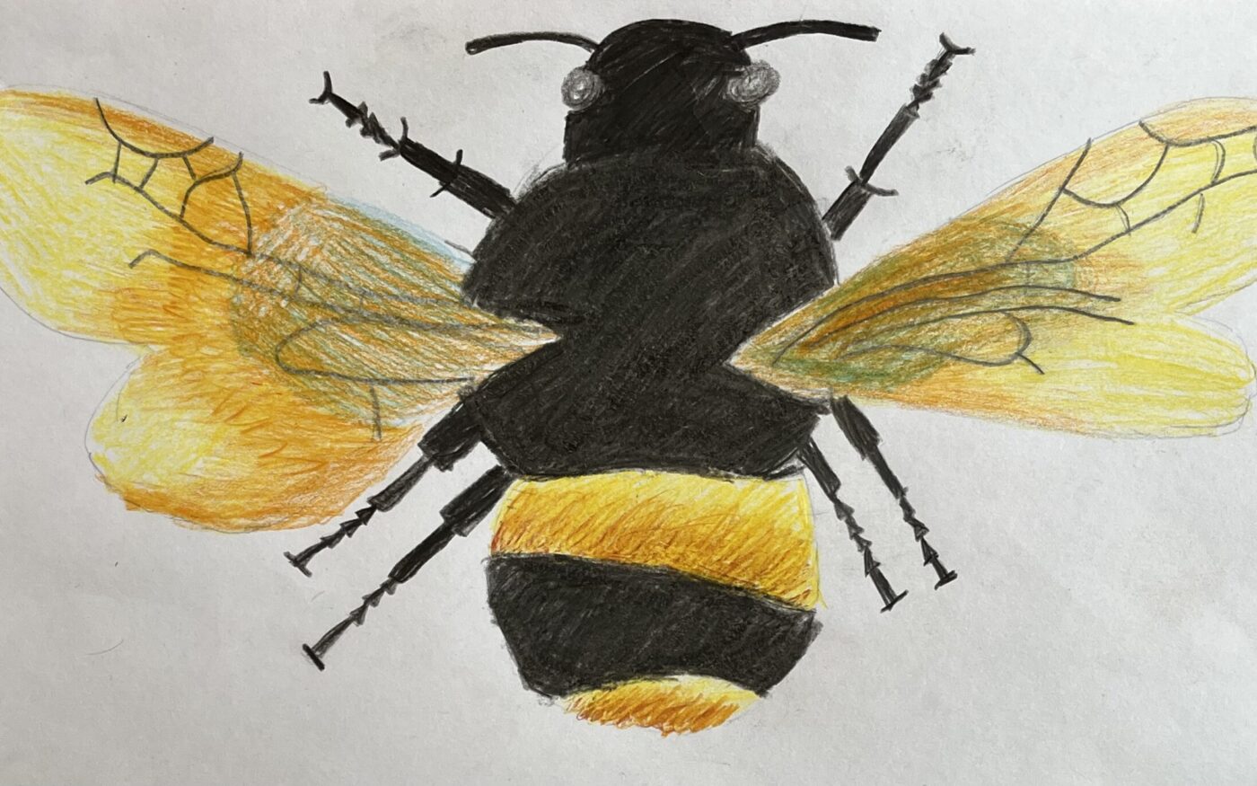 Bumble bee by Diya S, 2nd place in 3-7 category, Insect Week 2022 art competition