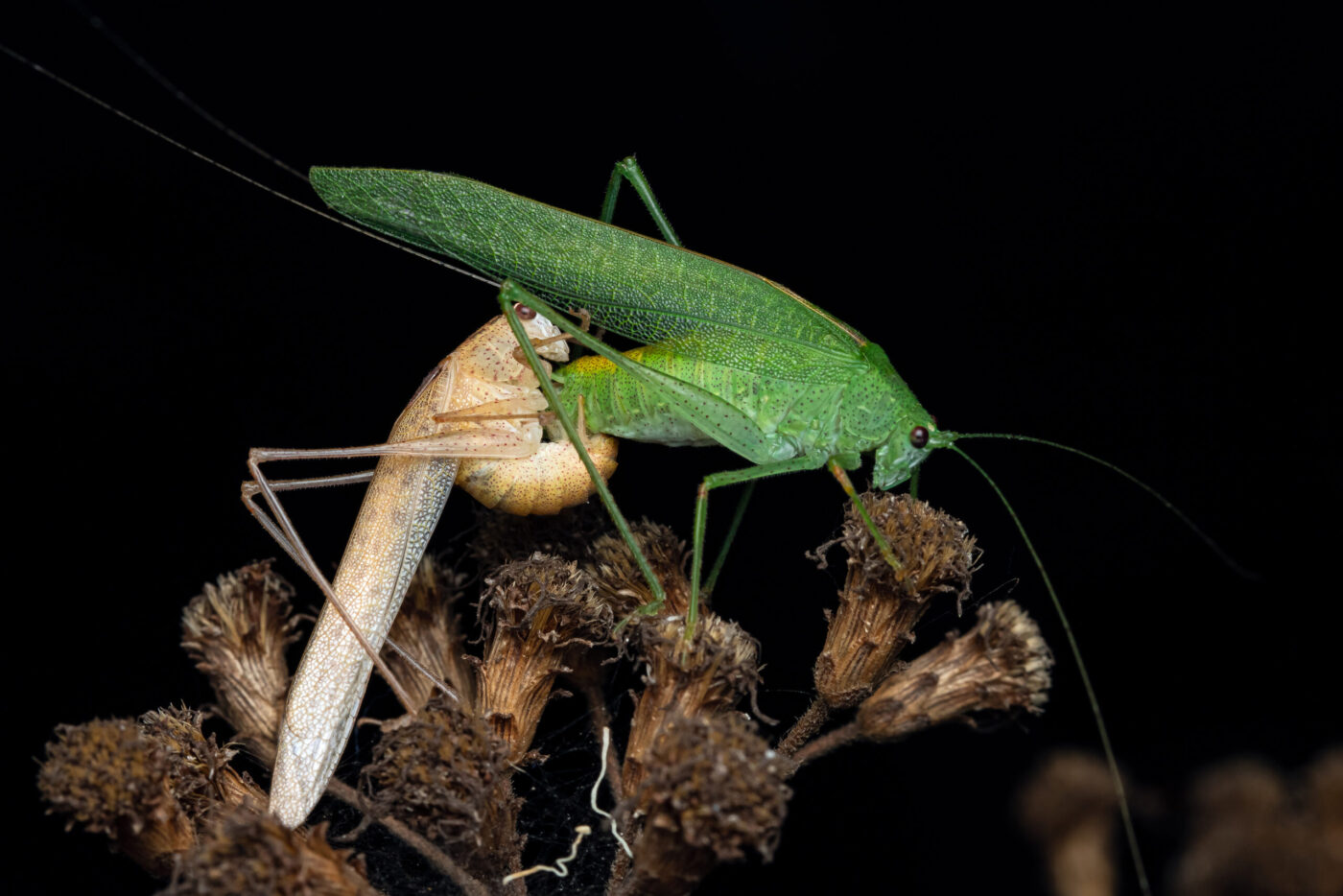 Katydids and crickets are the one's who compose the major symphonies of the night. And it's the males who always sing the love hymns, these Loverboys