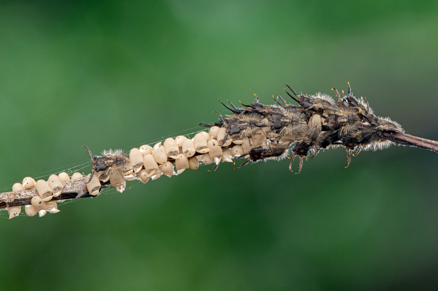 Freshly-hatched owlfly eggs.