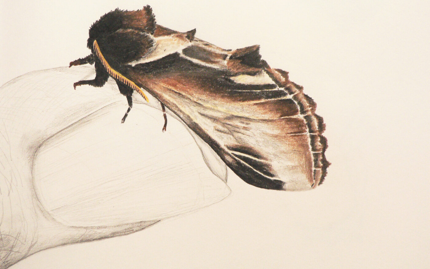 Swallow Prominent resting on a finger by Lola Clarke, 2nd place in 8-12 category, Insect Week 2022 art competition