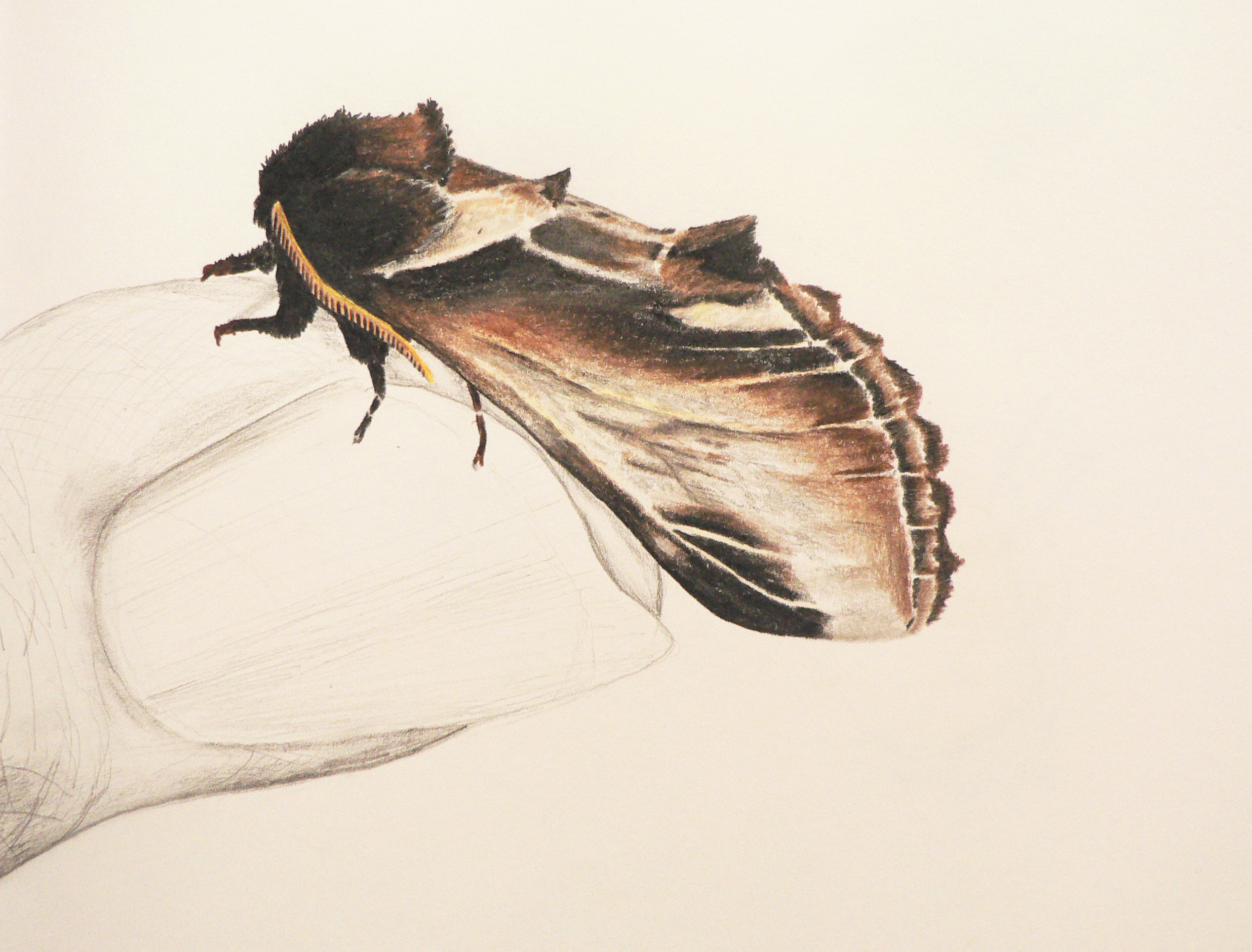Swallow Prominent resting on a finger by Lola Clarke, 2nd place in 8-12 category, Insect Week 2022 art competition
