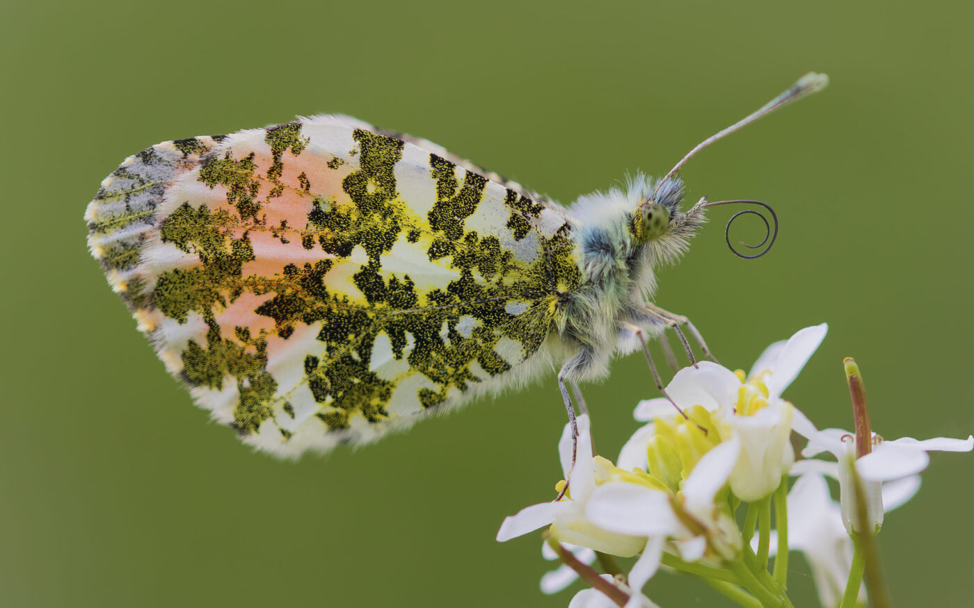 Male Orange tip underwing, backlite by the afternoon sun.