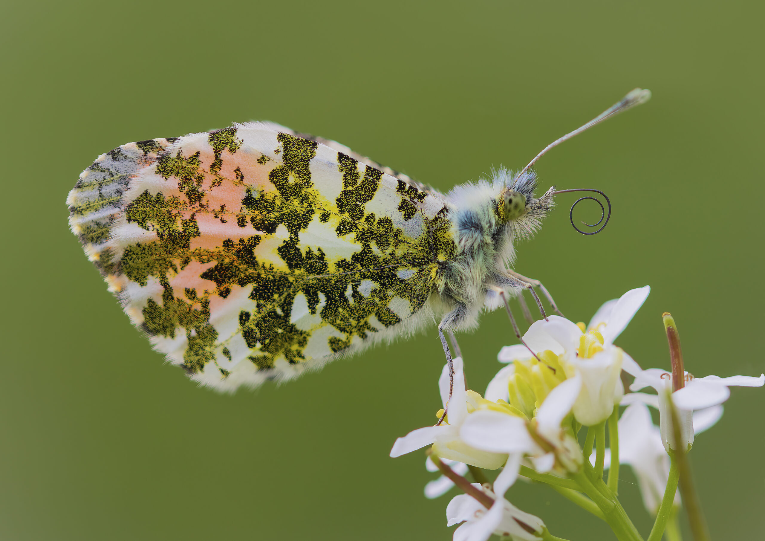 Male Orange tip underwing, backlite by the afternoon sun.