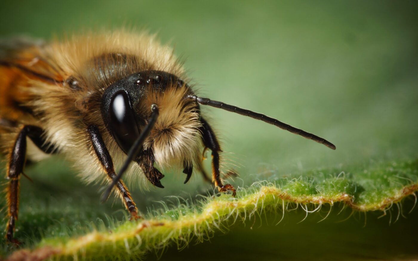 Red Mason Bee