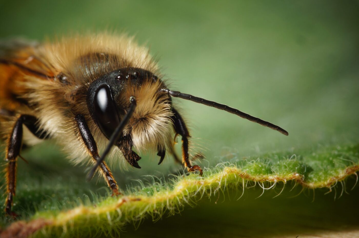 Red Mason Bee