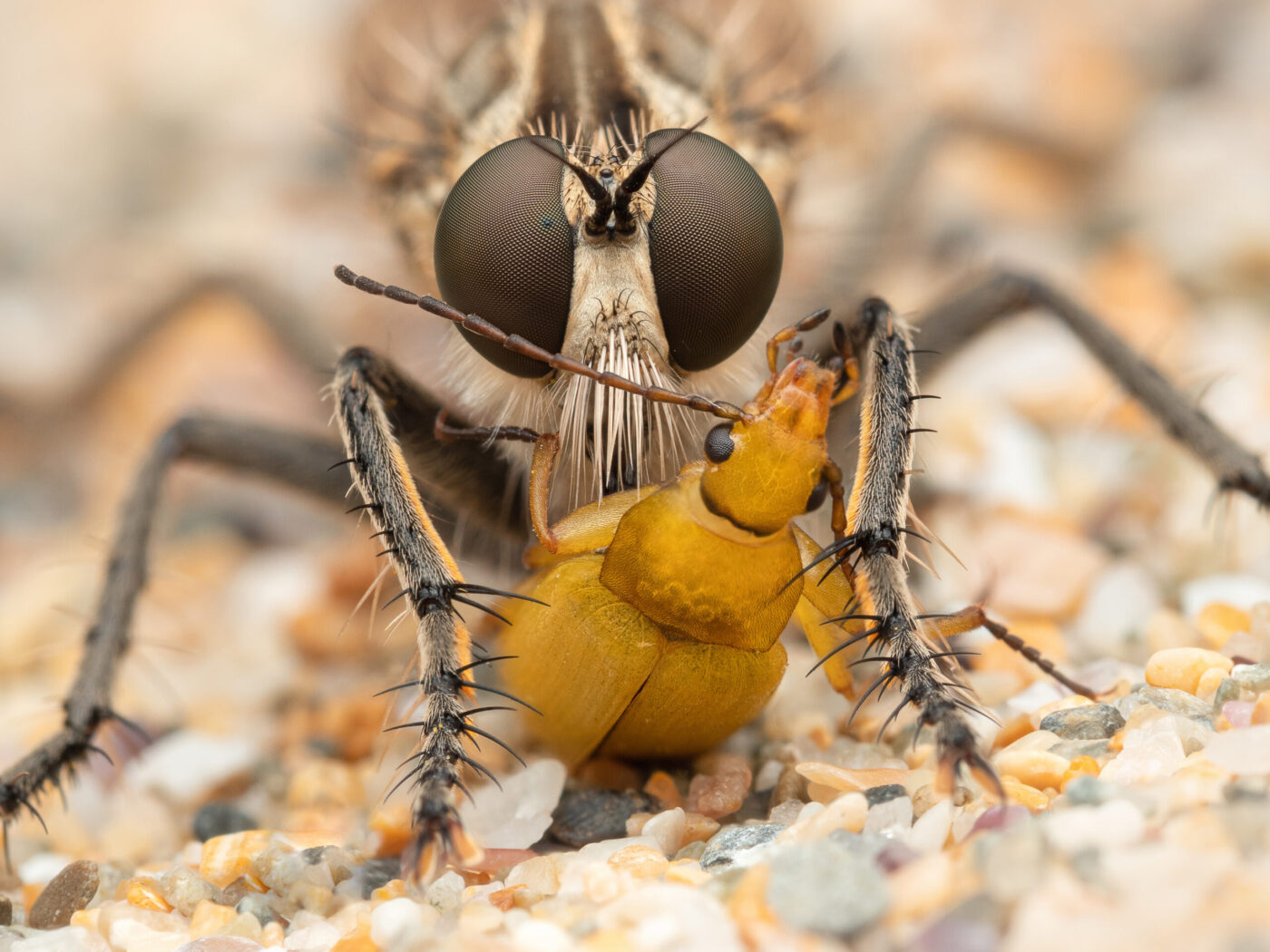 Dune Robber Fly Eating a Sulphur Beetle
