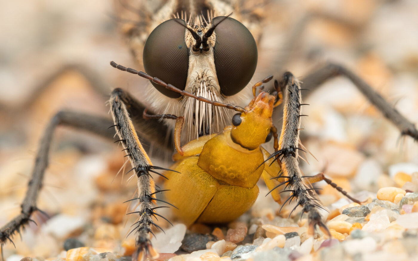 Dune Robber Fly Eating a Sulphur Beetle