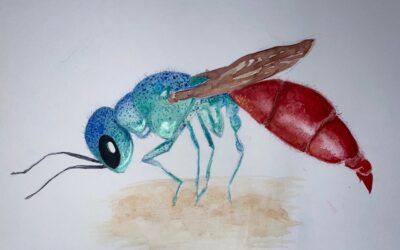 Fragment of Beauty by Alexandria Coen, 1st place in 13-18 category, Insect Week 2022 art competition