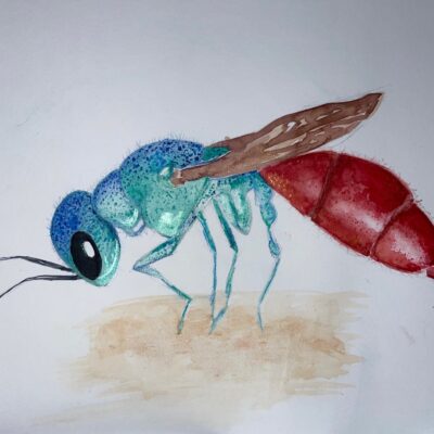 Fragment of Beauty by Alexandria Coen, 1st place in 13-18 category, Insect Week 2022 art competition