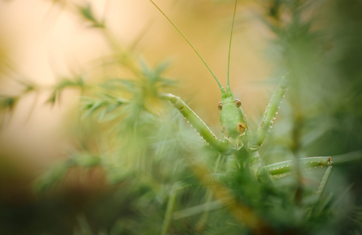 Low angle shot of a Saga hellenica.