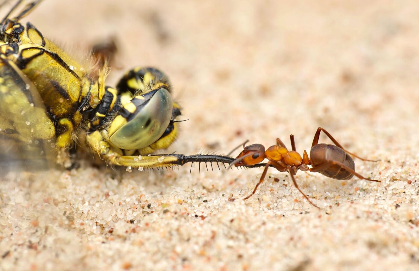 Tug Of War