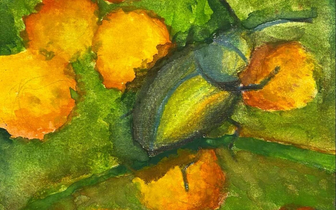The Wonderful Tansy Beetle by Ellen Houldsworth, 3rd place in 8-12 category, Insect Week 2022 art competition