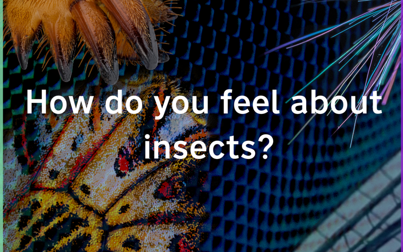 How do you feel about insects? event promotion image