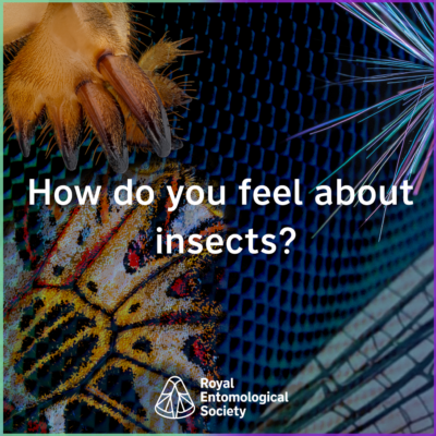 How do you feel about insects? event promotion image