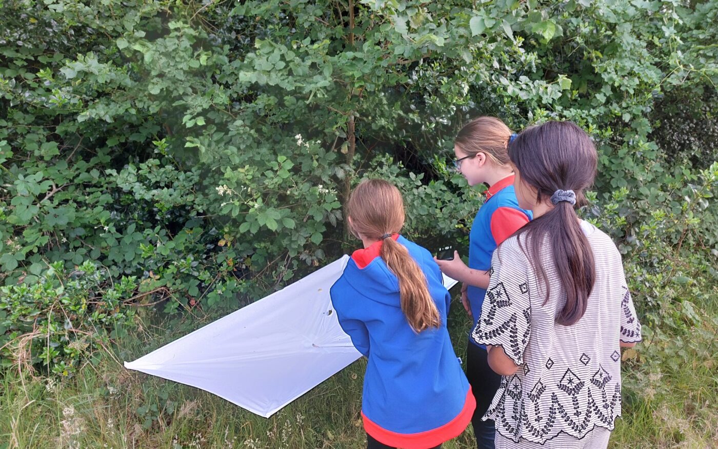 Girlguides use a beating tree to get insects from a tree
