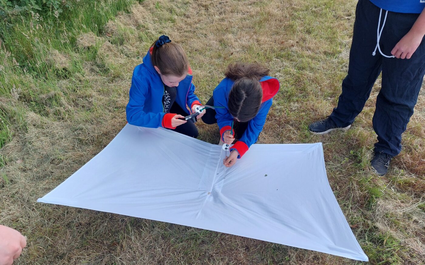Girlguides extract insects off a beating tray with pooters