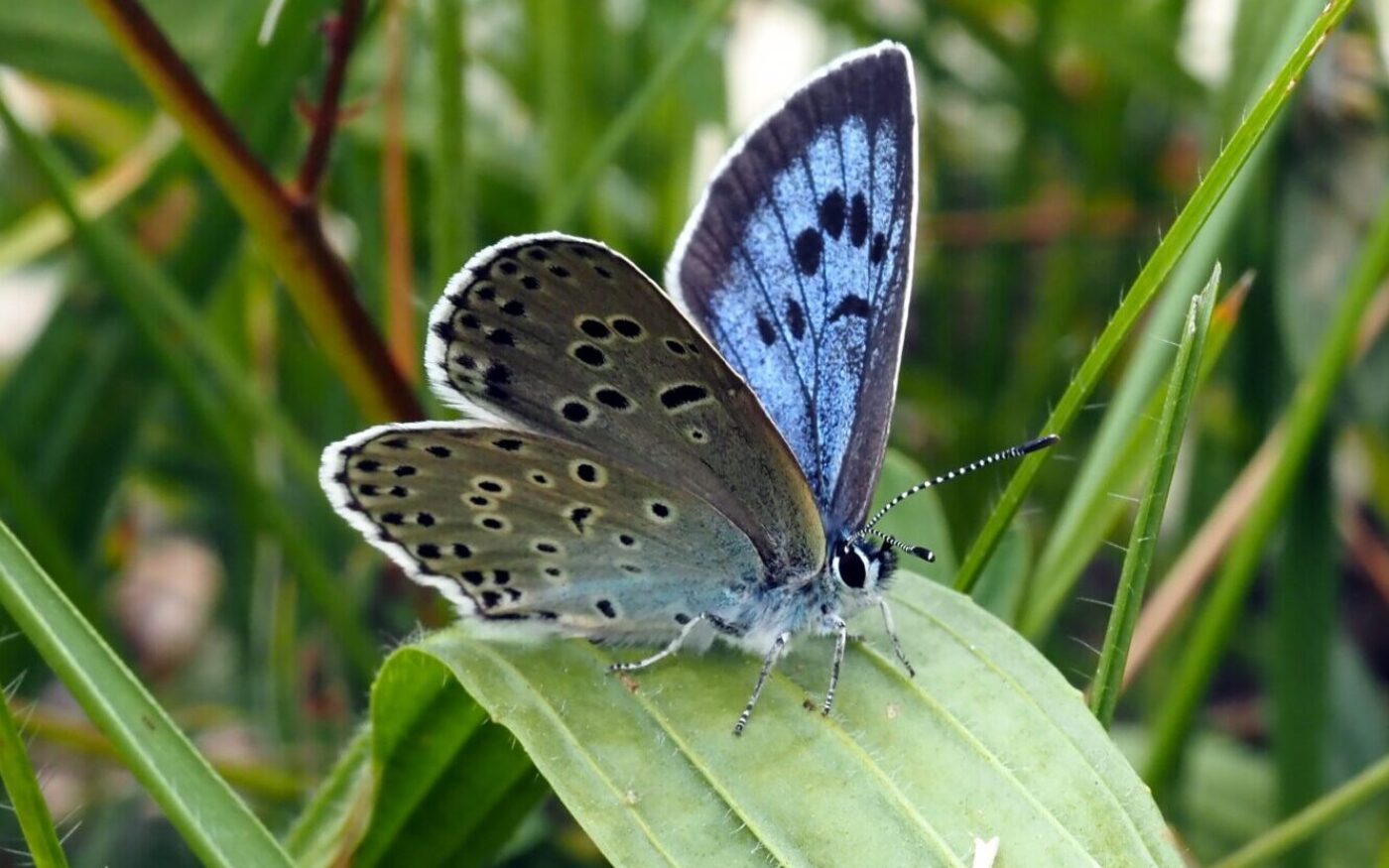 Large Blue butterfly