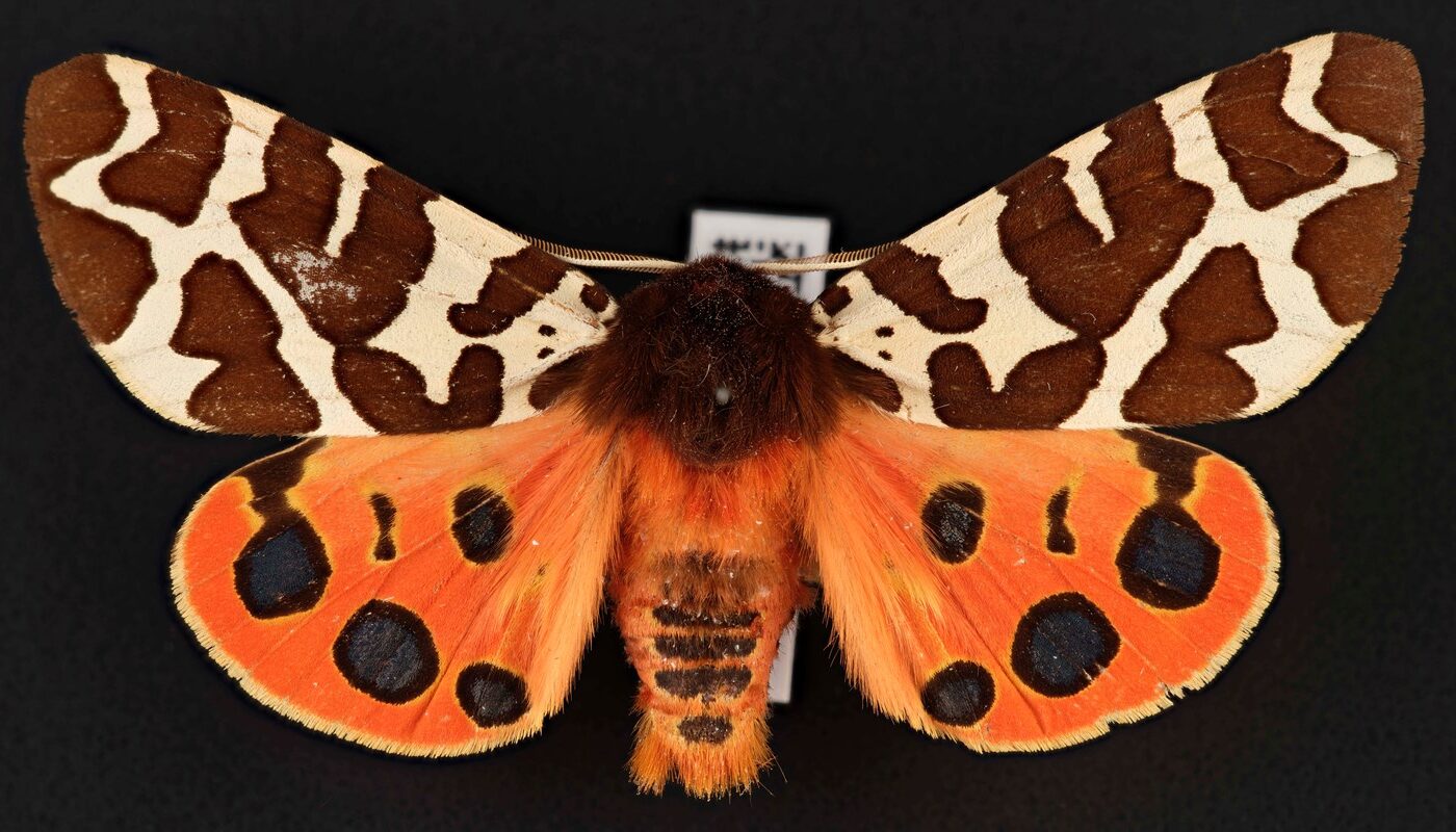 Arctia caja (Linnaeus, 1758) - Tiger Moth, Whittingehame, East Lothian, Scotland, 13 August 1931 (ENT22042449). © National Museums Scotland