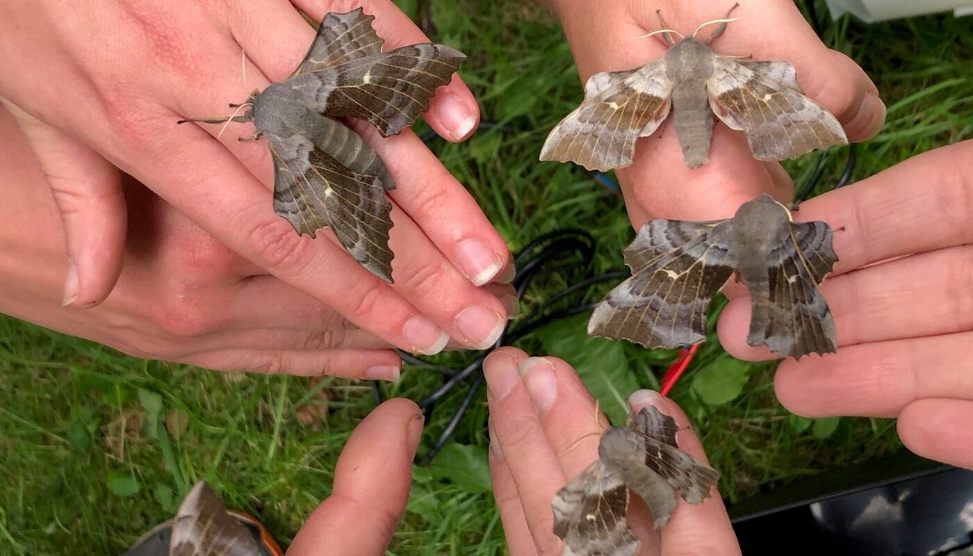 Poplar hawkmoths. © Ashleigh Whiffin