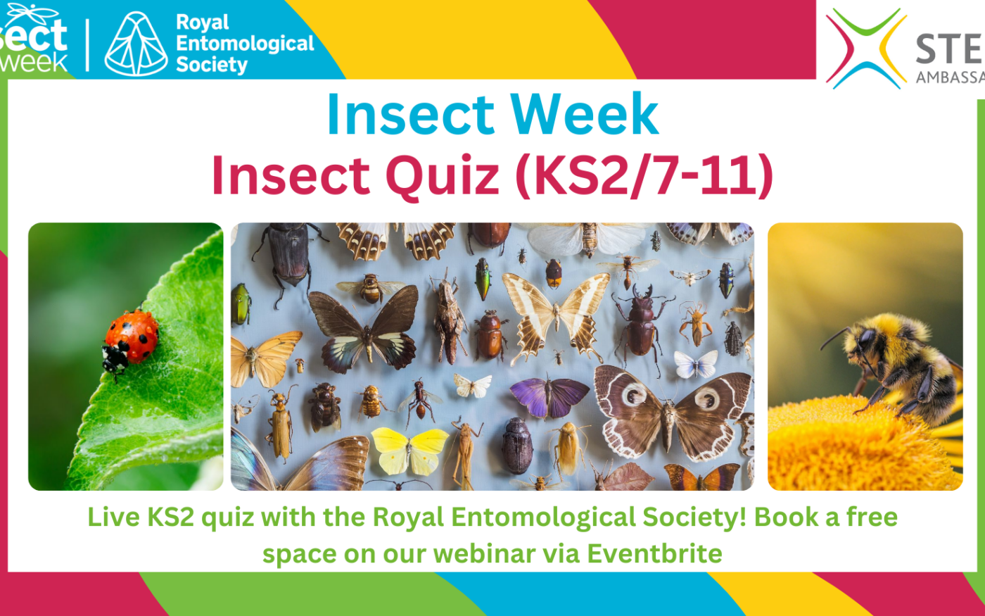 Insect Quiz for Insect Week