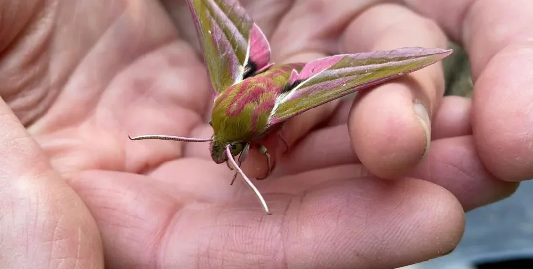 Wild Wednesdays - Insect Week