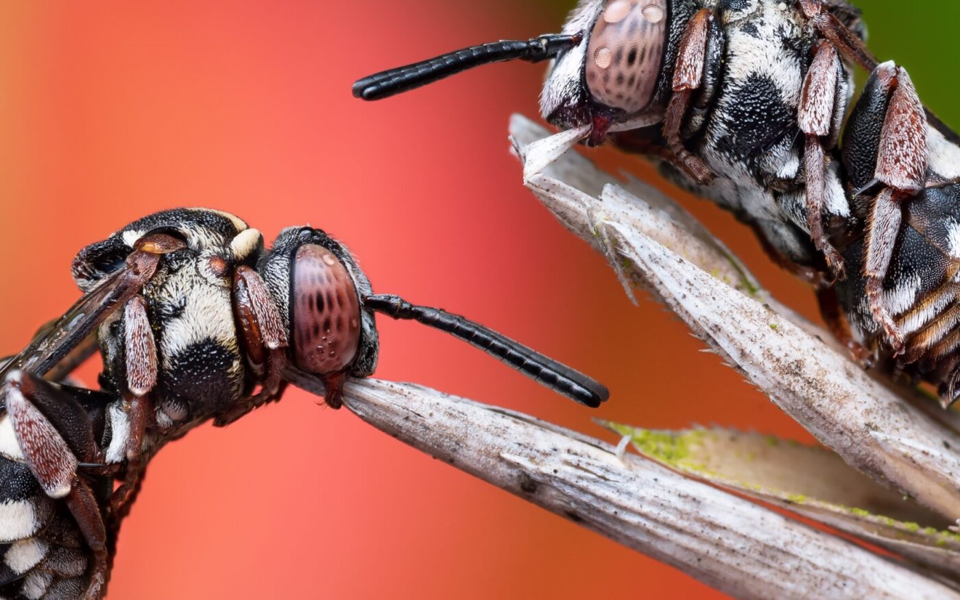 Two cuckoo bees (Epeolus variegatus) fast asleep, grasping onto the grass with their mandibles. Still with a few drops of morning dew on them.