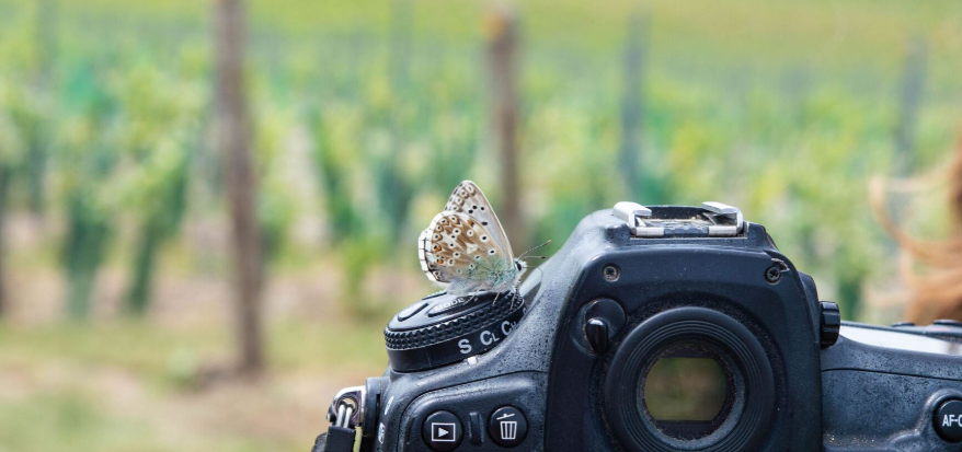 Butterfly ID for Beginners