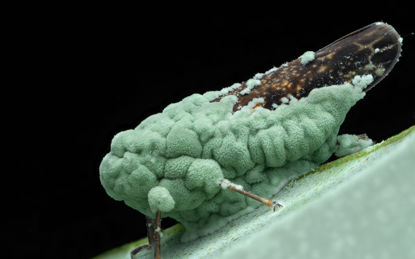 A striking macro image showing a treehopper overtaken by vivid green parasitic fungus. The fungal growth visibly spreads across its body, highlighting nature's delicate balance and the dramatic interactions occurring within tiny ecosystems.