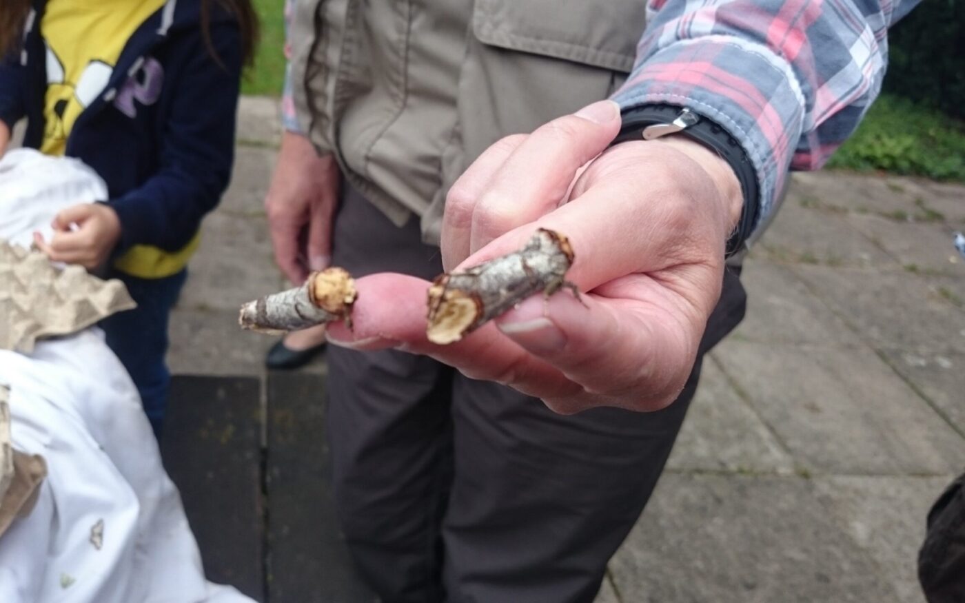 Buff tip moths in hand