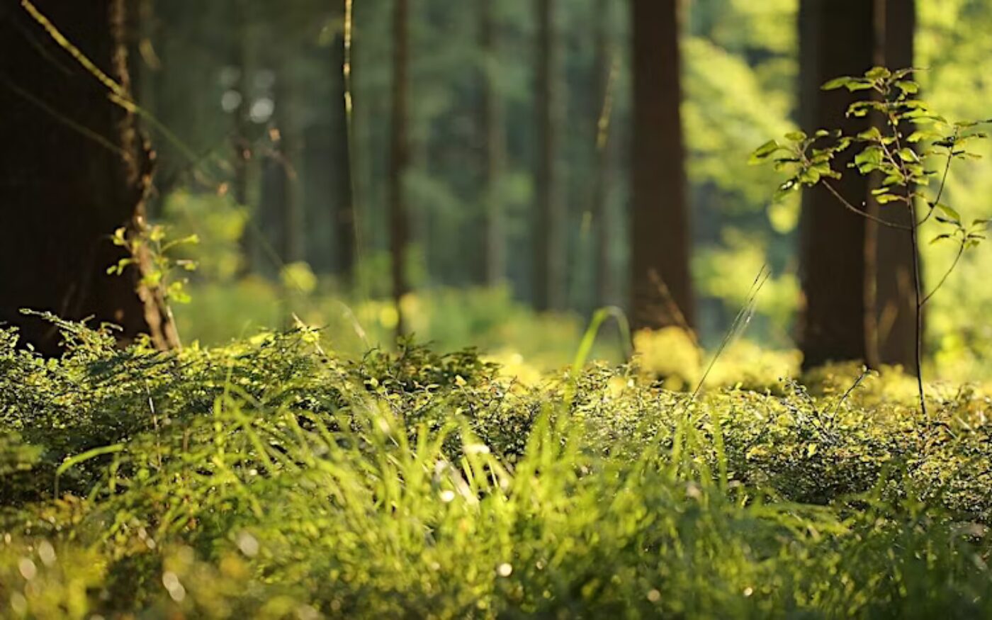 Forest Bathing with The Forest Bathing Institute (TFBI)
