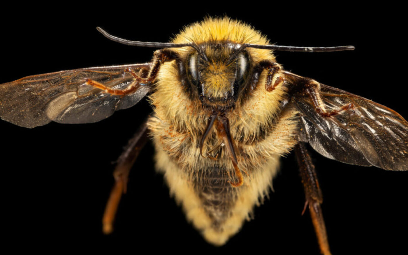 6 Murmur of Bees Apidae Bombus WEB1_2.jpg
