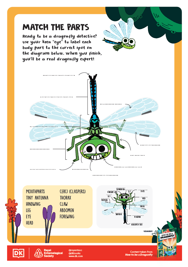 How to be an Insect Activity Sheets - 10 - Match the Parts