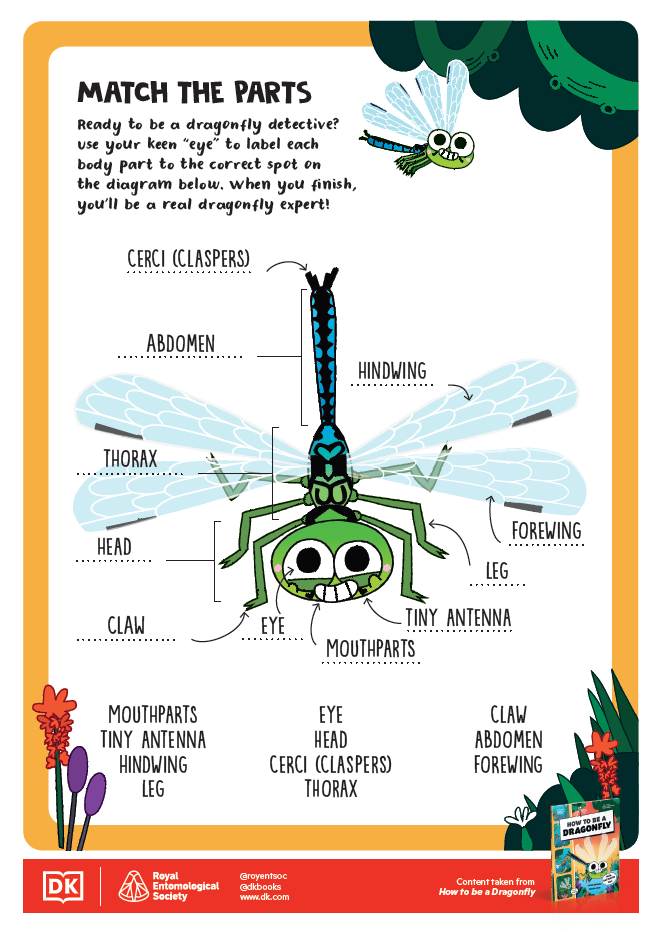 How to be an Insect Activity Sheets - 12 - Match the Parts