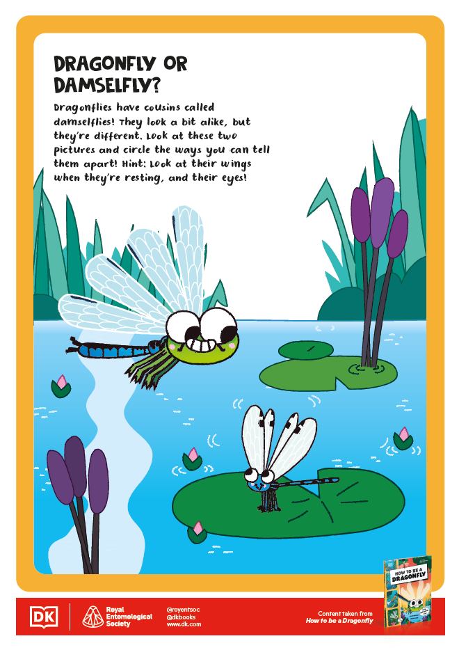 How to be an Insect Activity Sheets - 13 - Dragonfly or Damselfly
