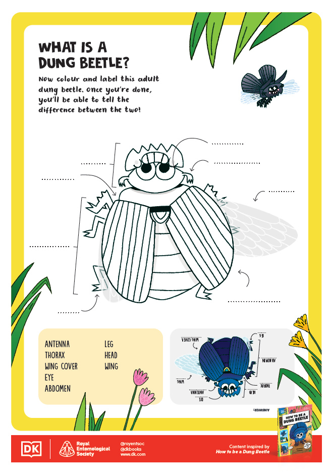 How to be an Insect Activity Sheets - 2 - What is a Dung Beetle 2